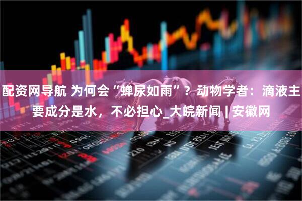 配资网导航 为何会“蝉尿如雨”？动物学者：滴液主要成分是水，不必担心_大皖新闻 | 安徽网